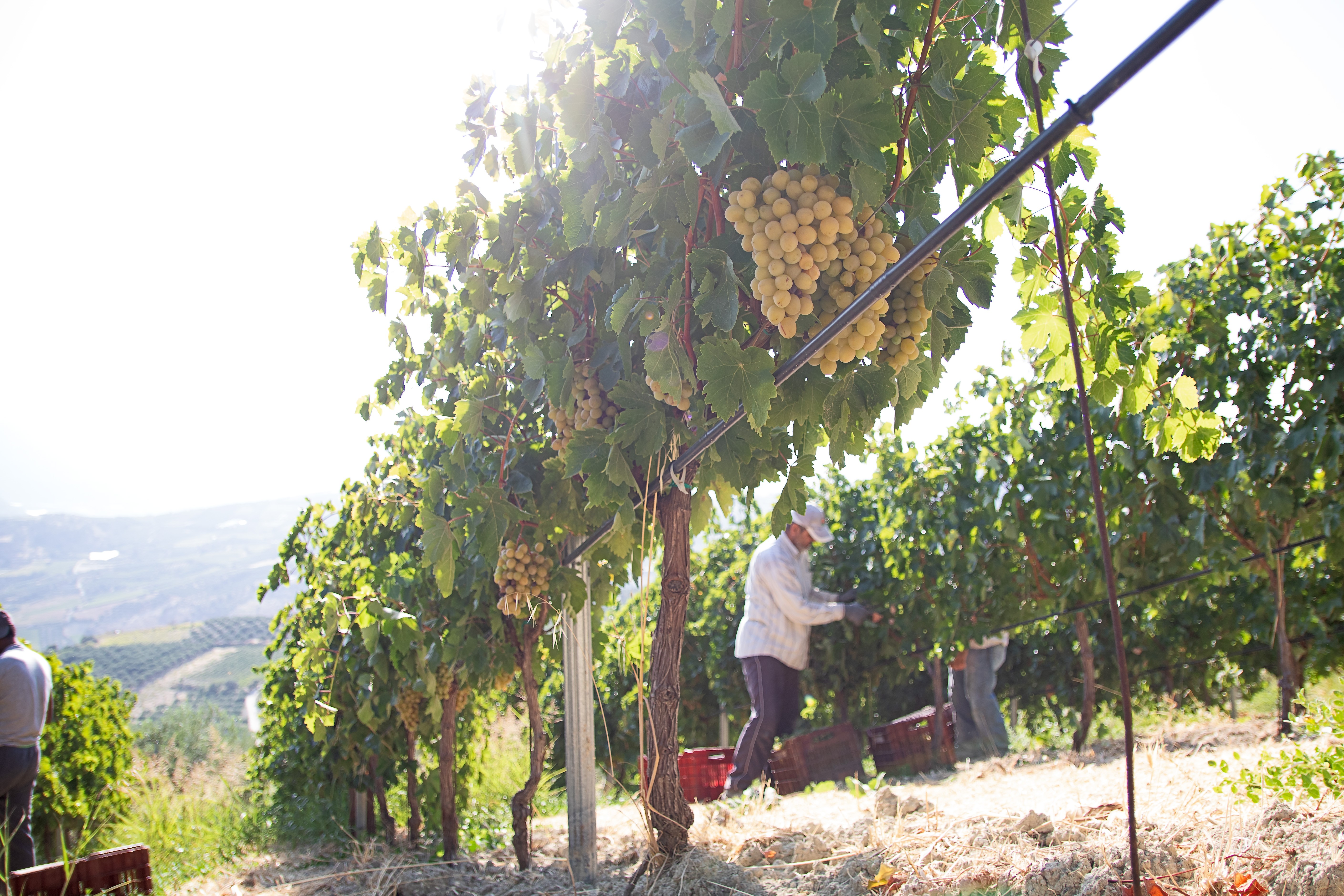 Vignes en Grèce du Domaine Douloufakis