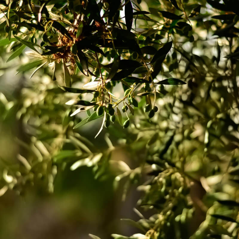 Processus de fabrication de l’huile d’olive Mani Bläuel