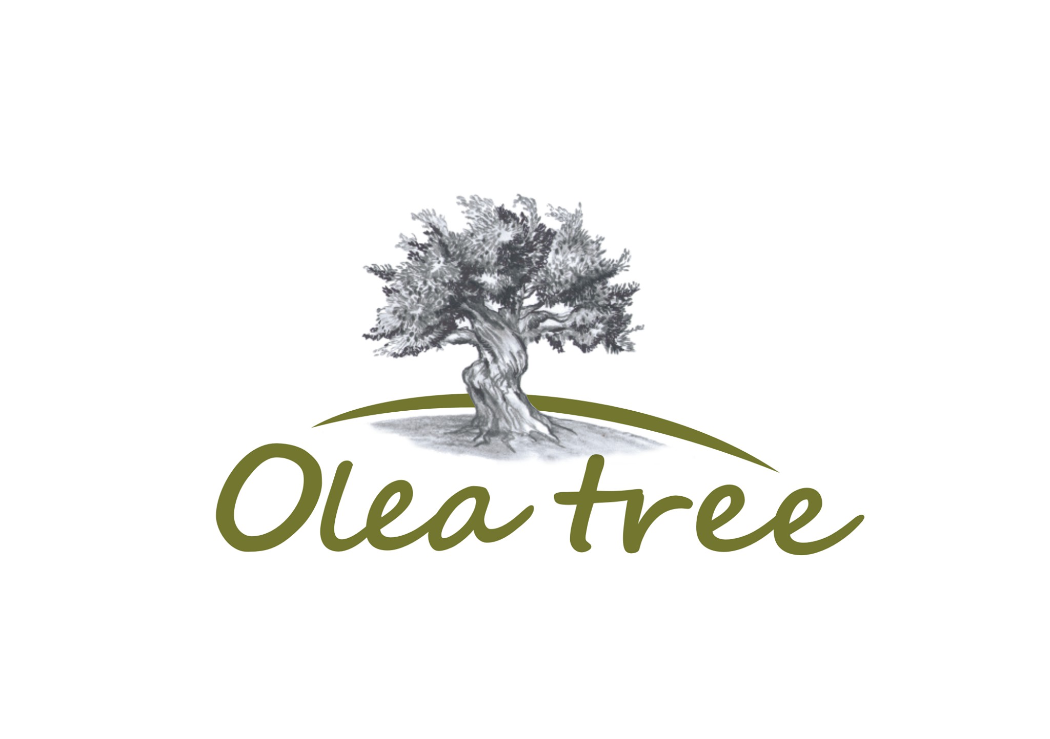 Olea Tree 