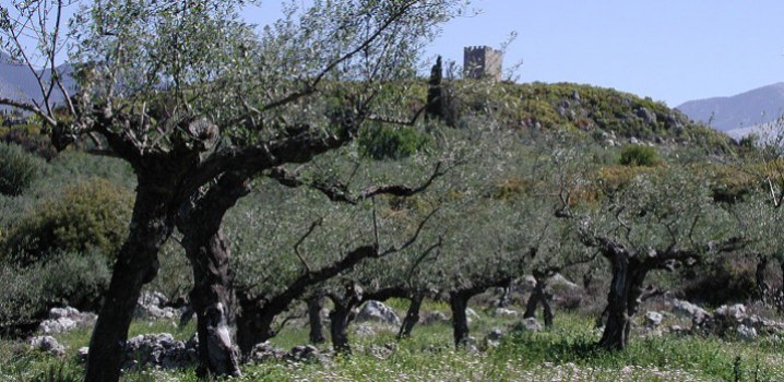 Les vidéos de F. Blaüel sur l’huile d’olive MANI